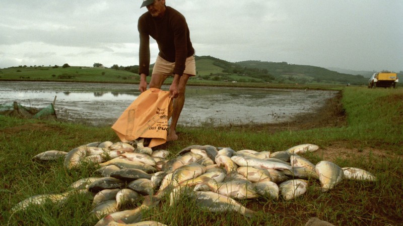 No Programa RS Pesca e Aquicultura, R$ 6,6 milhões foram investidos em projetos executados ou em execução