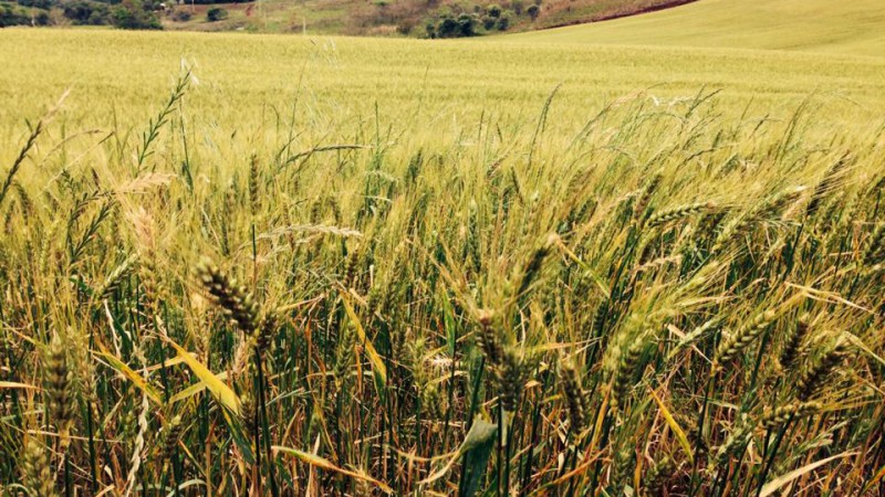 Emater projeta colheita de 2,2 milhões de toneladas de trigo, se as condições climáticas forem favoráveis