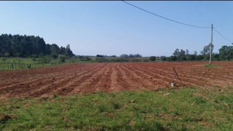 O terreno de 4,5 hectares foi preparado para o plantio de aipim