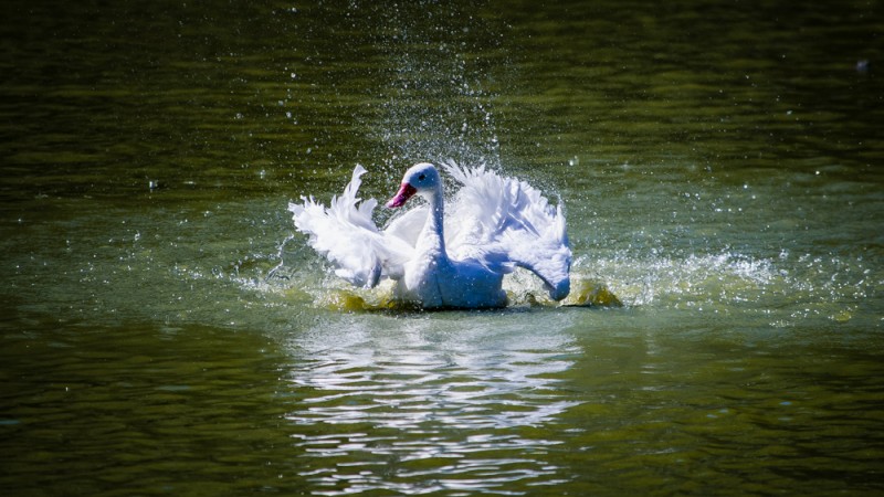 Cisne branco do Parque Zoológico batendo as asas enquanto flutua sobre o lago.