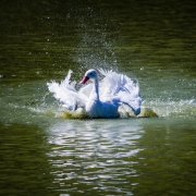 Cisne branco do Parque Zoológico batendo as asas enquanto flutua sobre o lago.