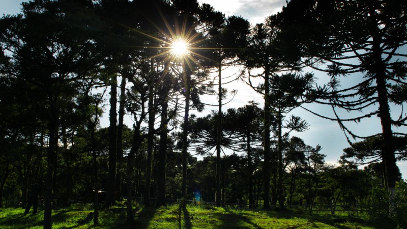 Campanha de Repovoamento da Araucária chega a sua 6ª etapa. Anualmente a Secretaria Estadual do Meio Ambiente e a Rio Grande Energia (RGE ) promovem lançamentos regionais da Campanha, atingindo municípios diferentes, em área de ocorrência natural da