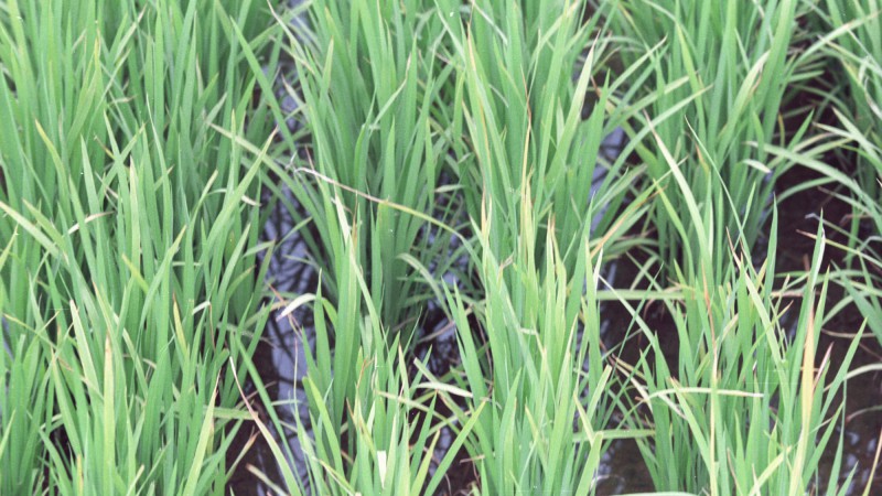 O plantio do arroz está encerrado, restando não mais do que 3% das sementes para germinar. De acordo com o Informativo Conjuntural da Emater/RS-Ascar, o tempo seco dos últimos períodos favorece o bom desenvolvimento da cultura, com as plantas