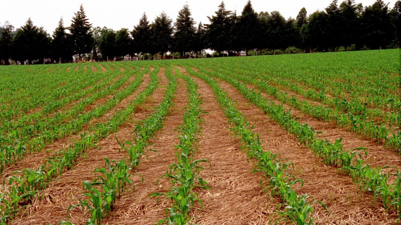 O mês de setembro inicia com pouca chuva e temperatura em elevação. Nesse primeiro período, foram registradas apenas precipitações de fraca intensidade e em pontos isolados, o que torna razoável o manejo do solo e limita, em parte, um avanço mais