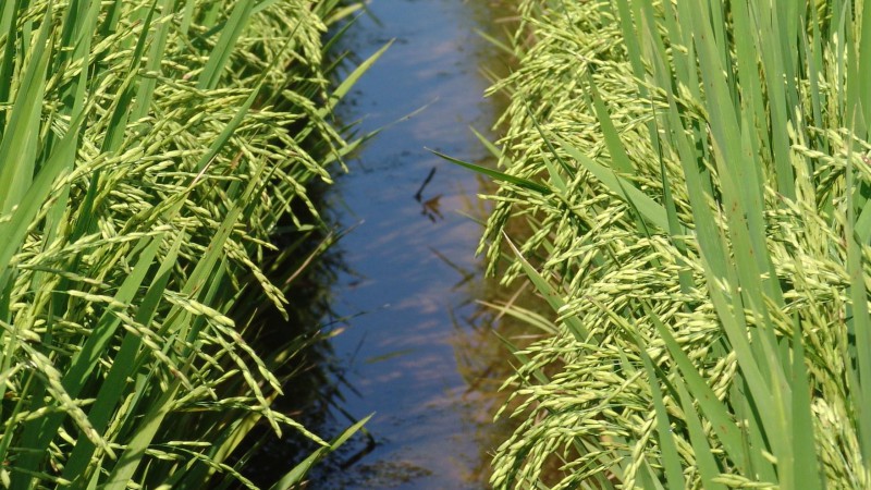 O manejo adequado da irrigação é considerado a prática mais importante no sistema de produção arrozeiro. Por ser um recurso limitante, a água representa cerca de 11% dos custos do cultivo e tem forte interação com as demais práticas. A viabilidade da