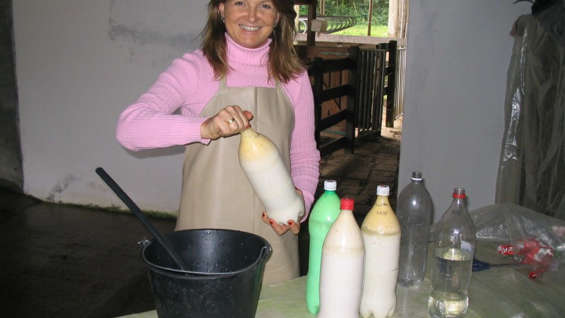 O colostro é o leite produzido pela vaca leiteira no período de quatro a cinco dias após o parto. Ele não tem valor comercial, sendo que parte é consumida pelo terneiro e o que sobra é jogado fora. Ou melhor, era jogado fora. A médica veterinária da