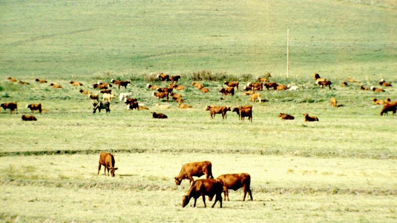 As condições climáticas do início de agosto têm se mostrado bastante inconstantes. Apesar de toda a irregularidade, as precipitações têm sido suficientes para levar adiante o desenvolvimento das lavouras e pastagens implantadas. De acordo com o