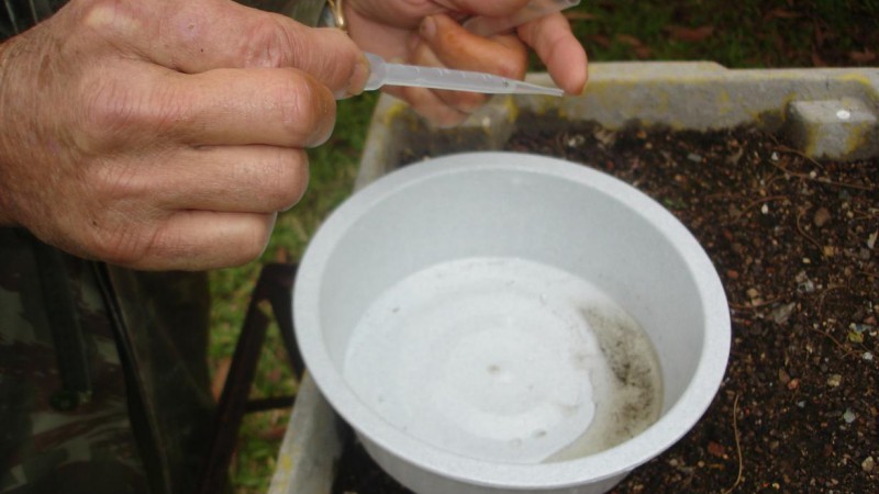 Prosseguiu, nesta quarta-feira (30) o trabalho de busca, coleta e destruição de larvas do mosquito Aedes aegypti, transmissor do vírus da dengue, que vem sendo desenvolvido pela Secretaria da Saúde nos prédios pertencentes ao Estado, situados em POrto