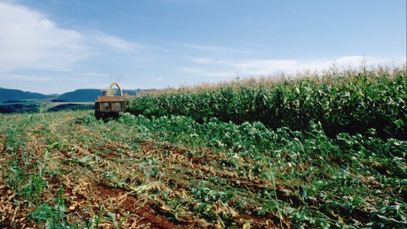 As chuvas ocorridas nos primeiros dias de maio foram suficientes para atender às necessidades das lavouras e pastagens implantadas e para manter os mananciais hídricos em níveis considerados normais para essa época do ano. Há registros pontuais de