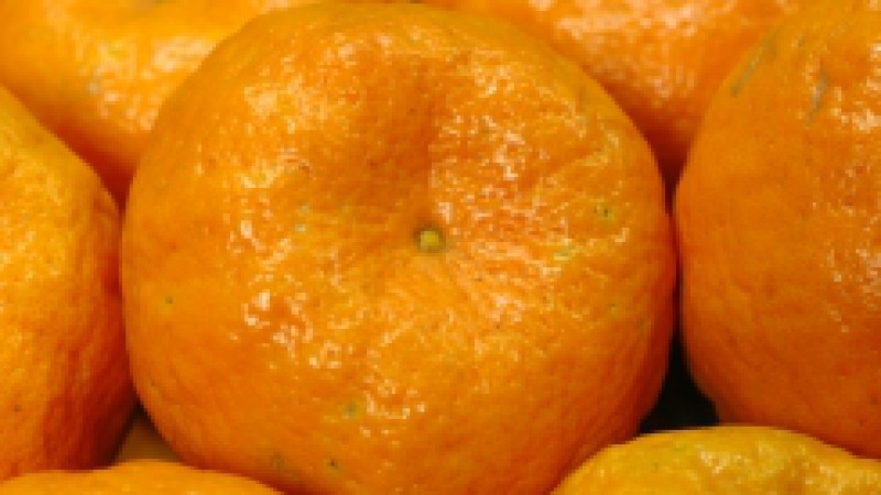 De acordo com Emater/RS-Ascar, está em andamento a colheita de laranjas, bergamotas e limões na região do Vale do Caí, maior produtora de citros do Estado. A atividade inclui a colheita das variedades de ciclos médio e tardio, como a bergamota Pareci,