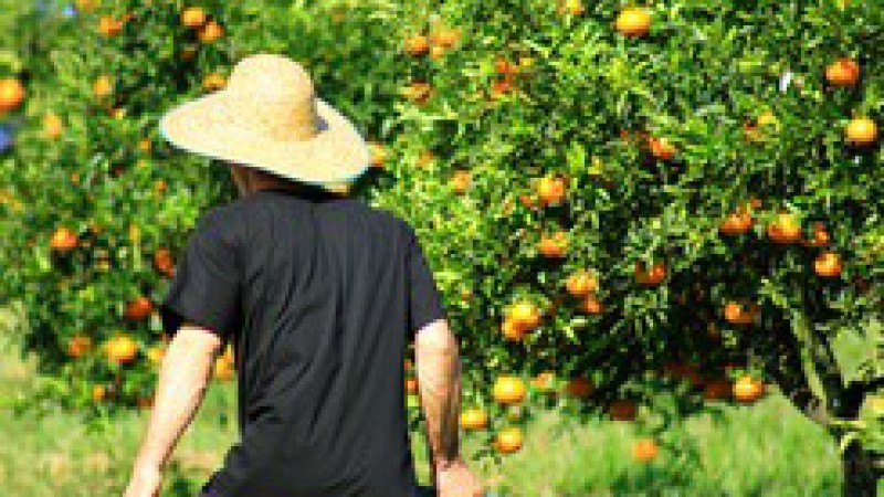 Quantidade e qualidade de frutas é o que deve balizar o desenvolvimento da cadeia da citricultura na região. Essa foi uma das constatações do 5º Seminário de Abertura da Safra da Citricultura, ocorrido nesta quinta-feira (12), no salão paroquial do