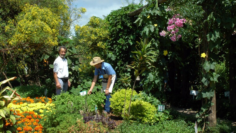 A possibilidade de geração de renda a partir do cultivo e comercialização de plantas bioativas, o cultivo adequado e os benefícios delas para a saúde da família podem ser conferidos no espaço da Emater/RS-Ascar, na Expodireto Cotrijal, em Não-Me-Toque. O