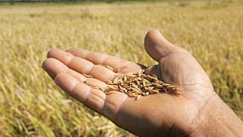 A cotação arroz em casca apresentou ligeira valorização ao longo da última semana. Tal recuperação, no entanto, vem ocorrendo de forma nominal, uma vez que a realização de negócios é bastante escassa. A expectativa é de que haja um ligeiro aumento de