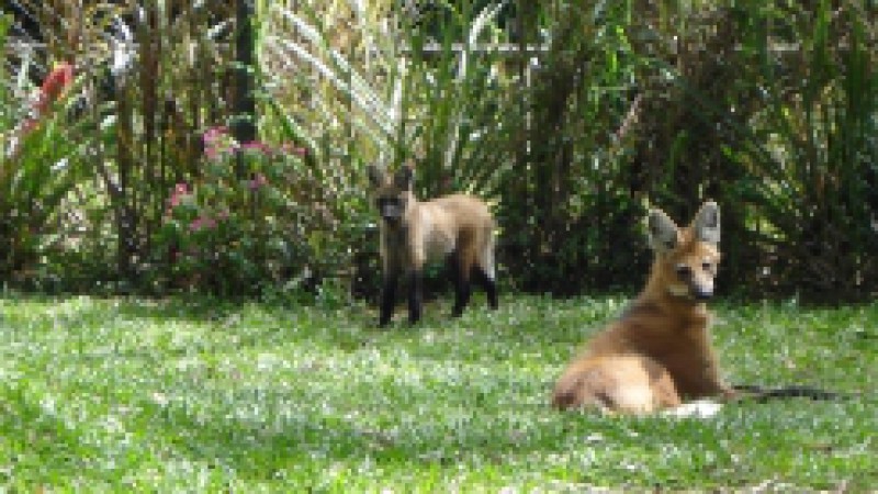 A Fundação Zoobotânica do RS divulga, no mês da criança, o lobo-guará, como o bicho do mês. O Projeto A Hora do Bicho, que se iniciou em 2004, apoia à coleta seletiva do lixo realizada no Parque Zoológico, e tem como temática as espécies da fauna que