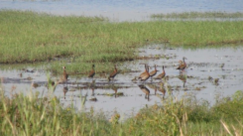 O governo do Estado, por meio da Secretaria Estadual do Meio Ambiente (Sema), cria, nesta sexta-feira (10), o Conselho Deliberativo da Área de Proteção Ambiental (APA) do Banhado Grande, situada nos municípios de Glorinha, Gravataí, Santo Antônio da