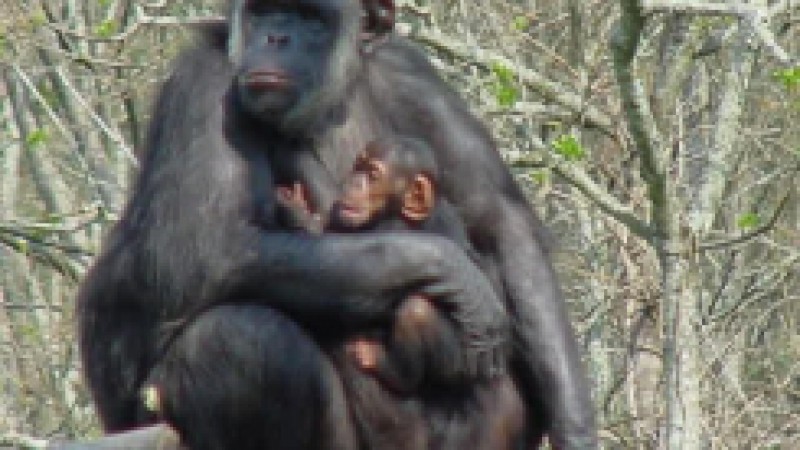 A Fundação Zoobotânica do RS divulga o chimpanzé, como o animal do mês de julho. Em sua 5ª edição, o Projeto A Hora do Bicho tem como tema os filhotes do Parque Zoológico. O chimpanzé é o primata mais próximo do homem e tem facilidade de adaptação em