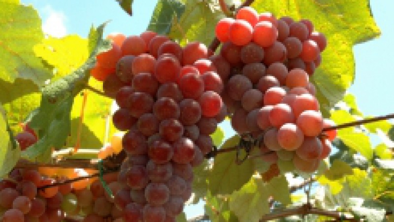 Produtor de aproximadamente 30 mil toneladas de uva e 10 mil toneladas de morango, o distrito de Otávio Rocha, em Flores da Cunha, realiza, neste sábado e no domingo (28 de fevereiro e 1º de março) e nos dias 6, 7 e 8 de março, a 11ª Festa Colonial da
