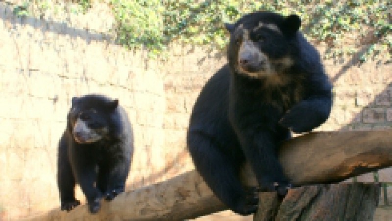 Três novos habitantes integram o acervo do Parque Zoológico do Estado, localizado em Sapucaia do Sul. Resultado de uma parceria com o zoológico de São Carlos (SP), chegaram, nos primeiros dias de setembro, dois filhotes de ursos-de-óculos e um exemplar