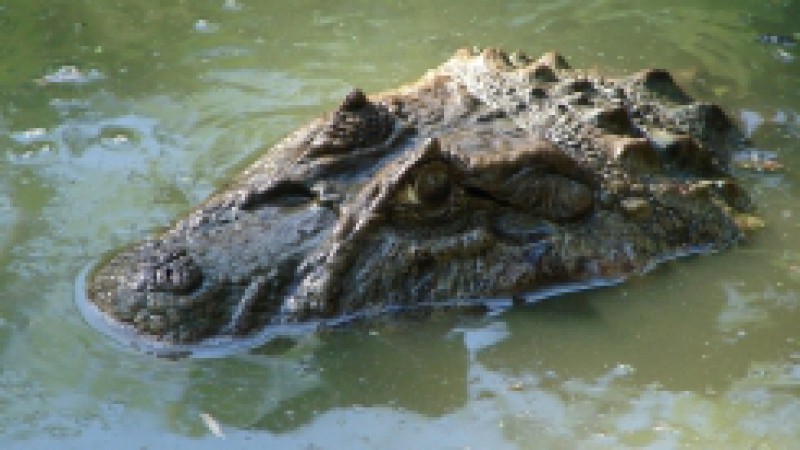 O Caiman latirostris é uma espécie nativa do RS ameaçada de extinção. Popularmente chamado de Jacaré-do-papo-amarelo, ele habita lagos, rios e banhados, com ocorrência em toda a América do Sul. Os vertebrados são o seu prato preferido. No zoológico do
