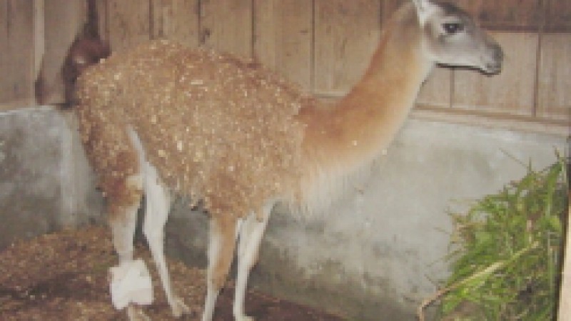 O hospital Veterinário do Zoológico do Estado realizou, recentemente, cirurgia em uma das fêmeas de guanaco, nascida no parque em 2004. As médicas veterinárias Raquel Von Hohendorff e Maria do Carmo Both, e tratadores do Hospital Veterinário do Zoo,