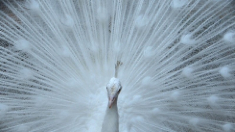 Originário da India, habita florestas e áreas abertas. Alimenta-se de sementes, frutos e pequenos animais. Este é o pavão branco, uma das espécies escolhidas para fazer parte do Projeto A Hora do Bicho, em sua 6ª Edição. Desde a primeira edição do