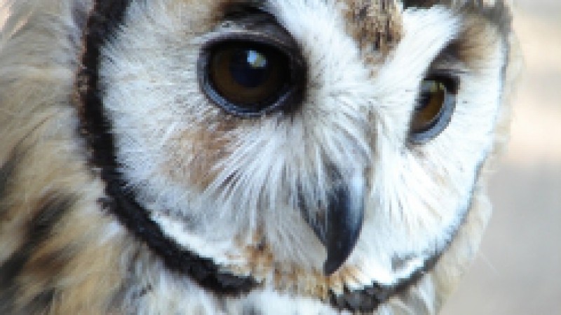 Desde a primeira edição do Projeto A Hora do Bicho, em 2004, a Fundação Zoobotânica do Rio Grande do Sul divulga espécies do acervo do Parque Zoológico, priorizando as ameaçadas de extinção, nativas do Estado, brasileiras e africanas. Para a 6ª edição do