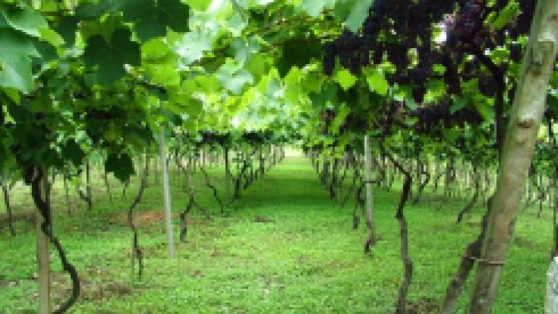 O Dia de Campo da Abertura Oficial da Colheita da Uva de Mesa produzida em Pelotas será marcado com uma solenidade quinta-feira (4), na Colônia Vila Nova, 70, Distrito de Pelotas, a partir das 14h, na propriedade modelo dos irmãos Ernesto e Renato Ribes.