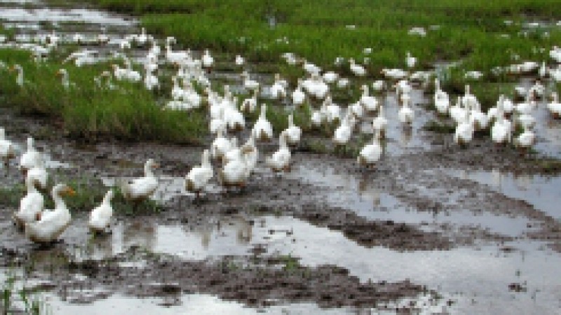 A criação de marrecos de Pequim é alternativa de renda para os arrozeiros em algumas regiões do Rio Grande do Sul. As aves fazem parte de um projeto implementado em 2003 para auxiliar no combate aos inços e pragas, como o arroz vermelho, que atacam as