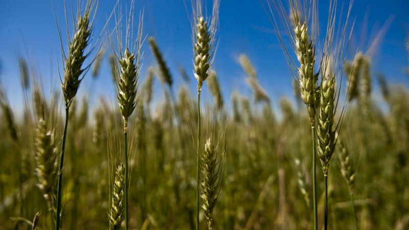 17.10.11: Cultivo extensivo de trigo na região no Noroeste Colonial gaúcho.