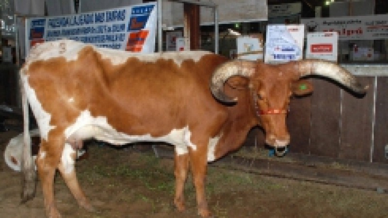 Visando assegurar a participação da maior variedade possível de animais para o sucesso da 34ª Expointer, o secretário da Agricultura, Pecuária e Agronegócio, Luiz Fernando Mainardi, liberou a participação do gado bovino Franqueiro durante os nove dias de