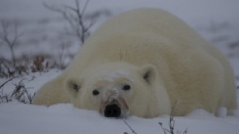 A luta pela sobrevivência do urso polar é o episódio da série Extinções, apresentada pelo ator Eduardo Moscovis, que irá ao ar nesta quarta-feira (29), às 23h, na TVE. Na primavera de 2008, o noticiário internacional destacou a saga de dois ursos polares