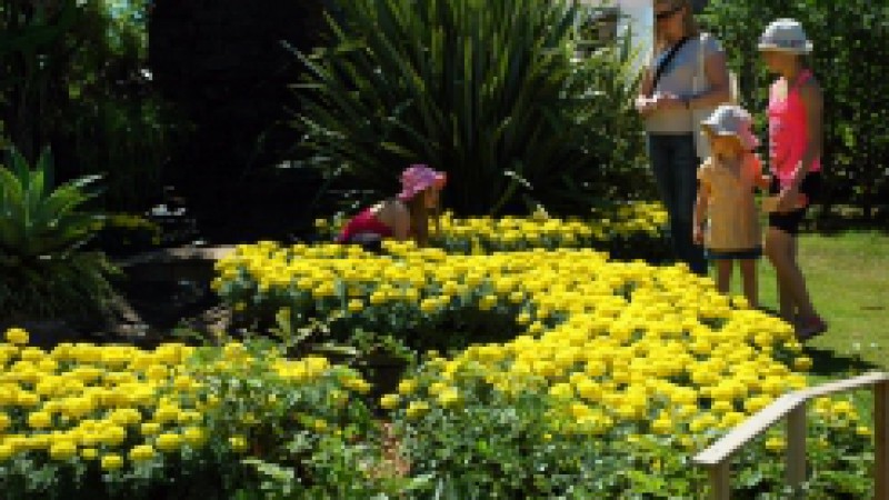 No Rio Grande do Sul, o cultivo de flores está em expansão e deverá ter um crescimento de 15% em 2011, informa o técnico da Emater/RS-Ascar de Ivoti e vice-presidente da Associação Rio-Grandense de Floricultura (Aflori), Laerte José Correa Silva. De