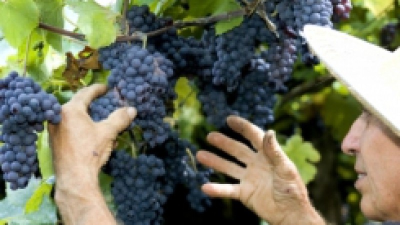 A proposta que começou em 2006 com a adesão de cinco produtores e a colheita de 20 toneladas de uvas, em Igrejinha, atualmente é vista como uma nova atividade agrícola em expansão. Segundo o secretário de Agricultura do município, Darci Dirceu Matte, a