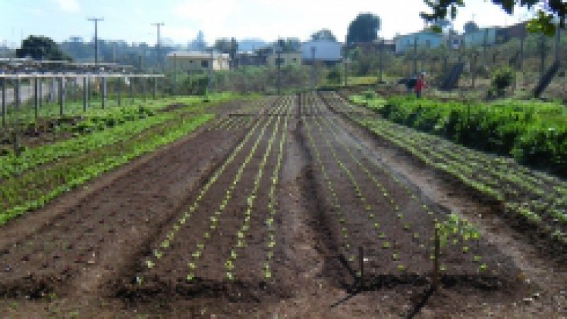 Durante o mês de agosto, os apenados do Presídio Estadual de Guaporé (PEG) ampliaram o cultivo de legumes, verduras e plantaram novas árvores na horta como estímulo ao consumo de alimentos mais saudáveis. A novidade é que, nesta segunda etapa de