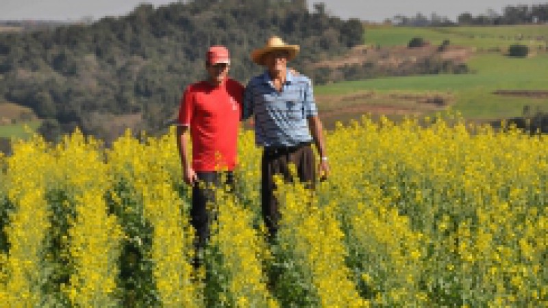 O incentivo à polinização das abelhas por produtores rurais poderá passar a agregar valor econômico às propriedades, conforme modelo defendido pela Organização das Nações Unidas para a Alimentação e a Agricultura (FAO). As estratégias para valoração
