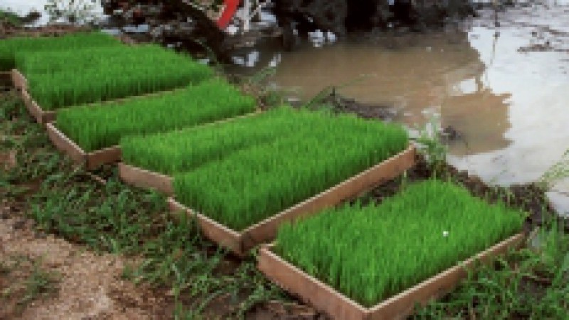 A implanta&ccedil;&atilde;o do sistema de arroz irrigado pr&eacute;-germinado em uma &aacute;rea de 17,5 hectares, no munic&iacute;pio de Mata, marcou a visita de t&eacute;cnicos da Emater/Ascar nesta quarta-feira (4). O sistema tem como objetivo o controle do arroz vermelho, aumento da