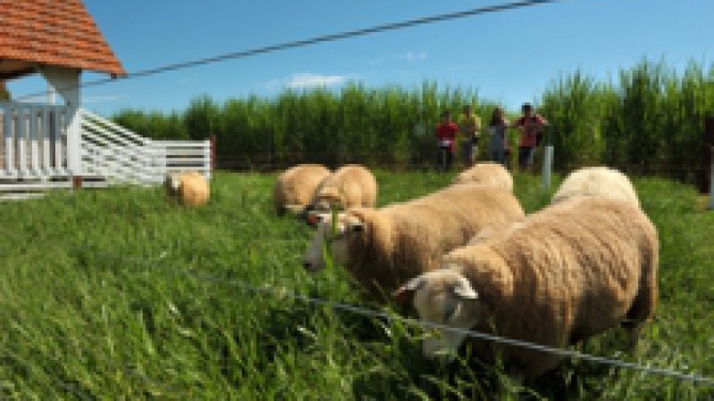 Uma das atrações do espaço da Emater/RS-Ascar durante a 12ª Expoagro Afubra é a estação que demonstra a criação de ovinos no sistema semi-intensivo. Conforme o engenheiro agrônomo da Instituição, Eliseu Gonçalves, a proposta é mostrar a atividade como