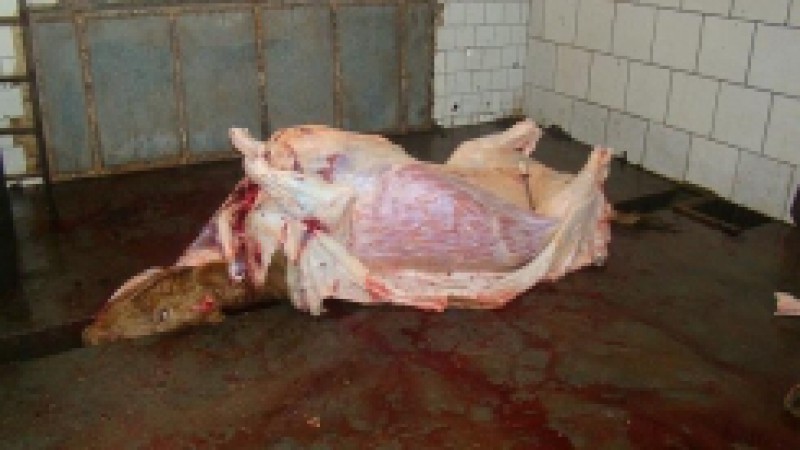 Após receber denúncia anônima, fiscais da Secretaria Estadual da Agricultura, Pecuária e Agronegócio (Seapa), lotados na supervisão regional do Departamento de Defesa Agropecuária de Pelotas, interditaram um matadouro com Serviço Municipal de Inspeção
