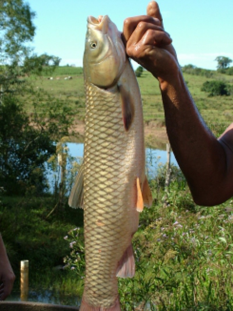 A piscicultura consiste na criação e multiplicação de peixes em águas doces ou salgadas. Essa prática pode ser realizada utilizando subprodutos rurais, como esterco e pasto, que muitas vezes são abundantes na propriedade, favorecendo a redução de custos