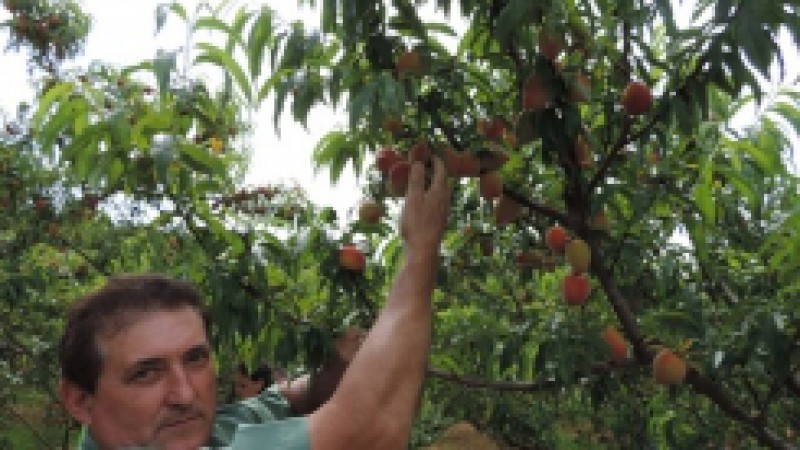 Porto Alegre é a 26ª cidade gaúcha no ranking de produção e entrega de hortigranjeiros na Ceasa/RS (Centrais de Abastecimento do Rio Grande do Sul), com a comercialização no ano passado de 2,6 milhões de quilos de frutas, legumes e verduras. De agosto de