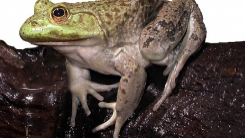 A Secretaria Estadual do Meio Ambiente (Sema), por meio do projeto RS Biodiversidade, iniciou a última etapa de umas das mais importantes pesquisas voltadas à preservação da fauna e da flora gaúcha. Trata-se da lista das espécies exóticas invasoras no