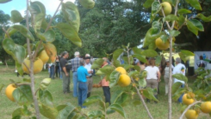 Uma fruta originária da Ásia e já bem popular no Brasil conquistou também produtores e consumidores gaúchos. O caqui está em plena colheita, prometendo uma ótima safra para este ano. De acordo com o agrônomo da Emater/RS-Ascar Ênio Todeschini, espera-se