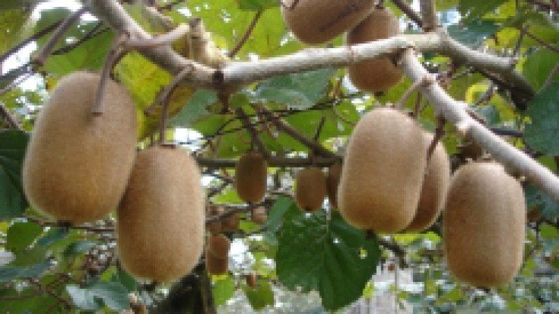 As variedades de quivi produzidas em maior escala no Rio Grande do Sul - Bruno, Monty, Elmwuud e Hayward - começaram a ser colhidas pelos produtores gaúchos neste mês de abril. Por possuir as condições ideais para a cultura - de 300 a 700 horas de frio