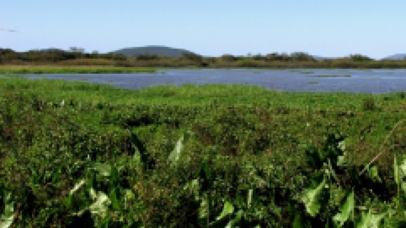 A exposição Banhados: ecossistemas ameaçados fica até o final de fevereiro na sede do Parque Nacional da Lagoa do Peixe, situada na Praça Luís Martins, nº 30, em Mostardas. A mostra fala sobre a importância da conservação desse ecossistema no Rio Grande