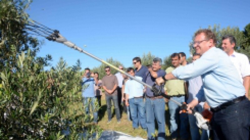Em poucos anos de atividades, o Rio Grande do Sul se tornou o maior produtor de oliveiras do Brasil, com cerca de 1,2 mil hectares de &aacute;rea plantada. Na tarde desta quarta-feira (12), o secret&aacute;rio da Agricultura, Pecu&aacute;ria e Agroneg&oacute;cio, Luiz Fernando