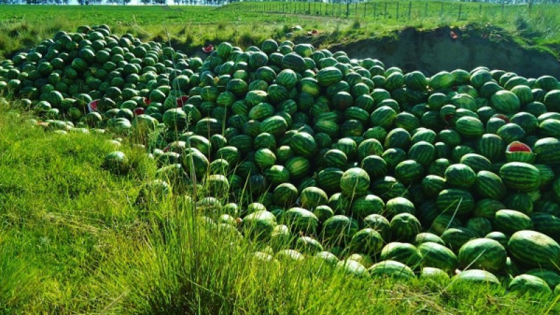Município é o quarto lugar em área cultivada e tem o título de Capital da Melancia no Estado