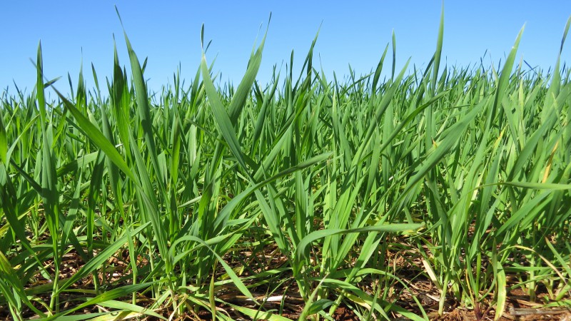 Trigo apresenta boa recuperação no seu desenvolvimento