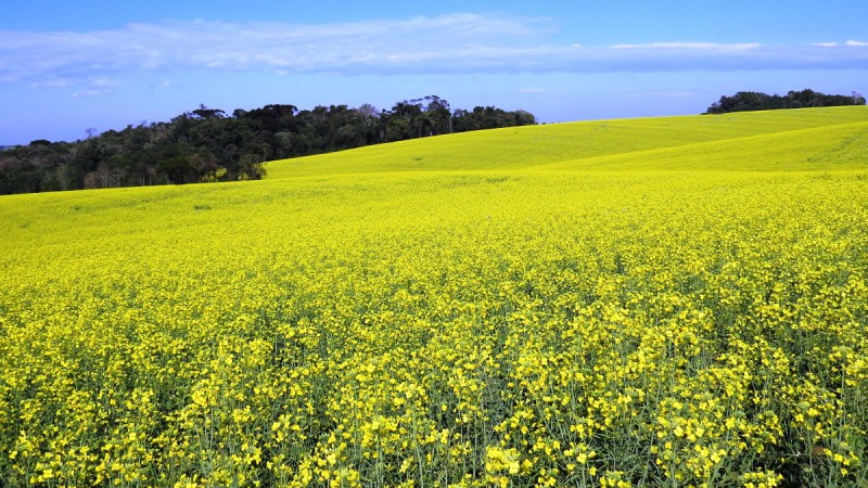 Boa luminosidade e temperaturas adequadas est&atilde;o ajudando o desenvolvimento das lavouras de canola