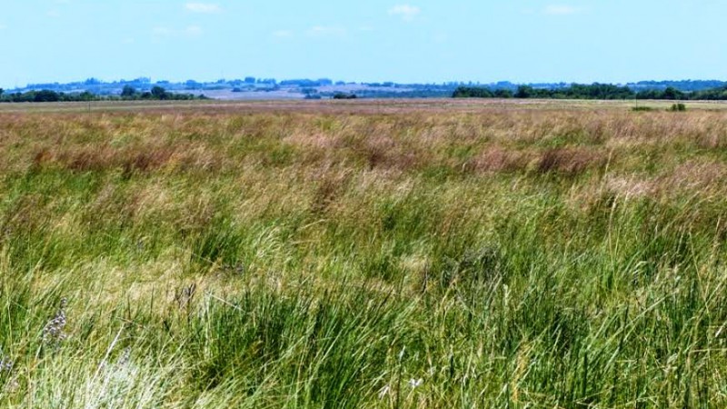 Vegetação típica dos campos de São João Mirim, no município de Garruchos