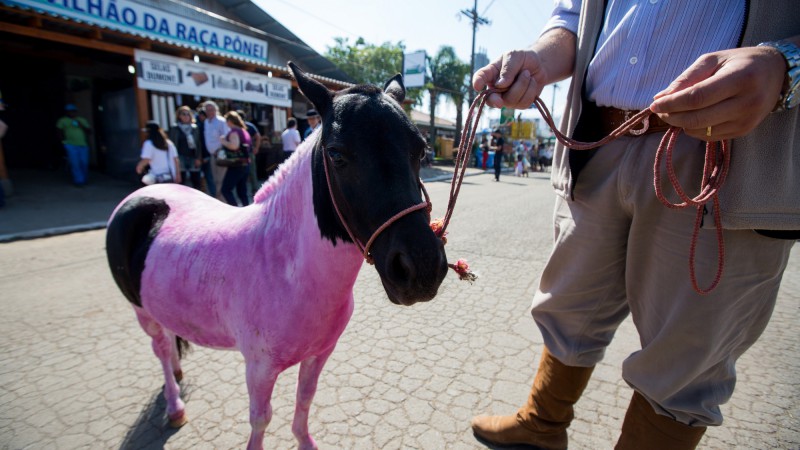 P&ocirc;nei pintada de rosa atrai crian&ccedil;as e populariza as vendas destes animais na Expointer